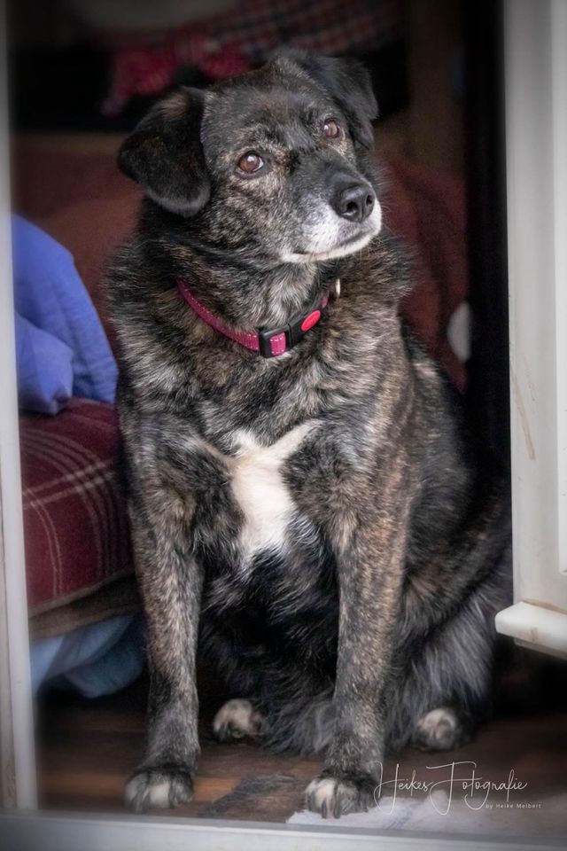 Hundeomi LIEBLIH ❤️ aus dem Tierschutz sucht ihre Menschen in Erftstadt