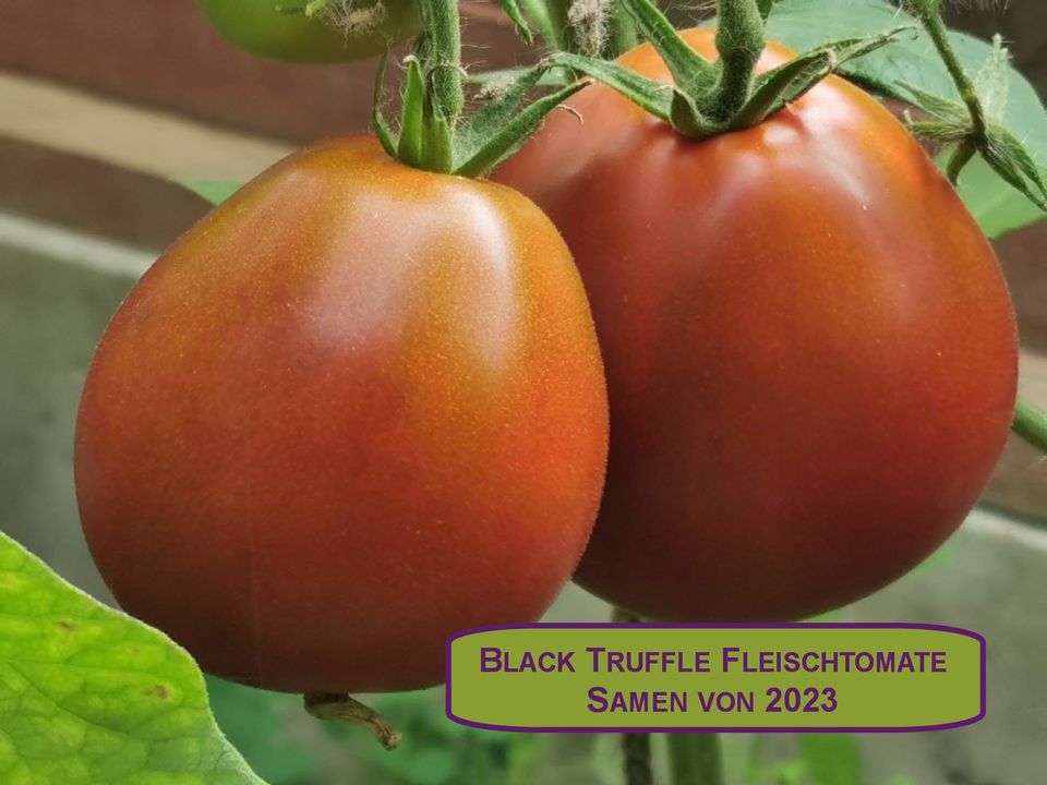 NEUE ERNTE 2023 Black Truffle Stabtomate 15 Samen aus Bio Anbau in Borken