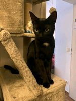 Schwarze Katze in Münster/Roxel 48161 vermisst Münster (Westfalen) - Roxel Vorschau