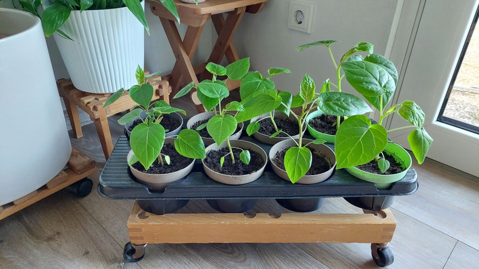 Tamarillo Baumtomate exotische Frucht Tomate, noch welche da! in Nümbrecht