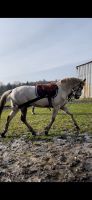 Biete pflegeteiligung (Pferd sucht) Schleswig-Holstein - Wohlde Vorschau