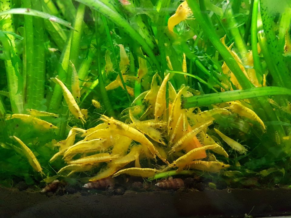 10 Stk. Yellow Fire Neon Stripe Neocaridina Garnelen Top Qualität in Essen