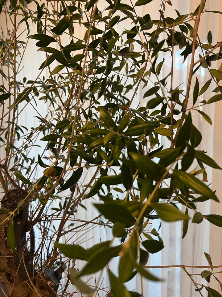 Olivenbaum 2,10m mit Übertopf Keramik Schwarz in Langenfeld