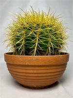 Echinocactus Grusonii, Schwiegermutterstuhl, Cactaceae, Kaktus Nordrhein-Westfalen - Geldern Vorschau