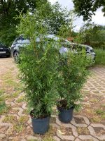 Heckenpflanzen Thuja 80 cm 20 Stück Schleswig-Holstein - Barsbüttel Vorschau