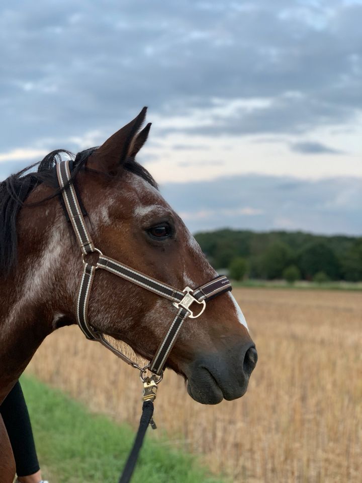 Reitbeteiligungen/ Kinderpony in Brunsbek