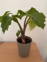 Alocasia cucullata Kupfer-Pfeilblatt; Zimmerpflanze; Übertopf Schleswig-Holstein - Plön  Vorschau