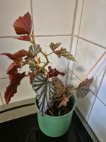 Begonia Rex, gesunde Pflanzen Süd - Niederrad Vorschau