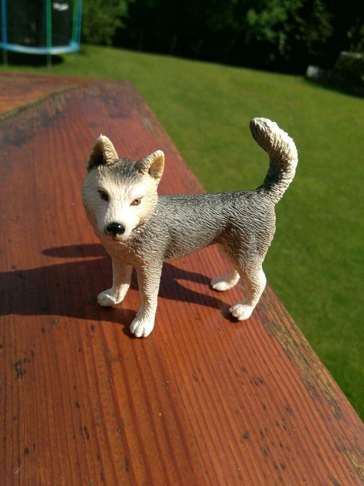 Husky von Schleich (16372) in Arnsberg