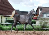 2-jähr. Araber Hengst geb 4/22 sucht 5*- Möhrchengeber Bayern - Ehingen Mittelfr Vorschau