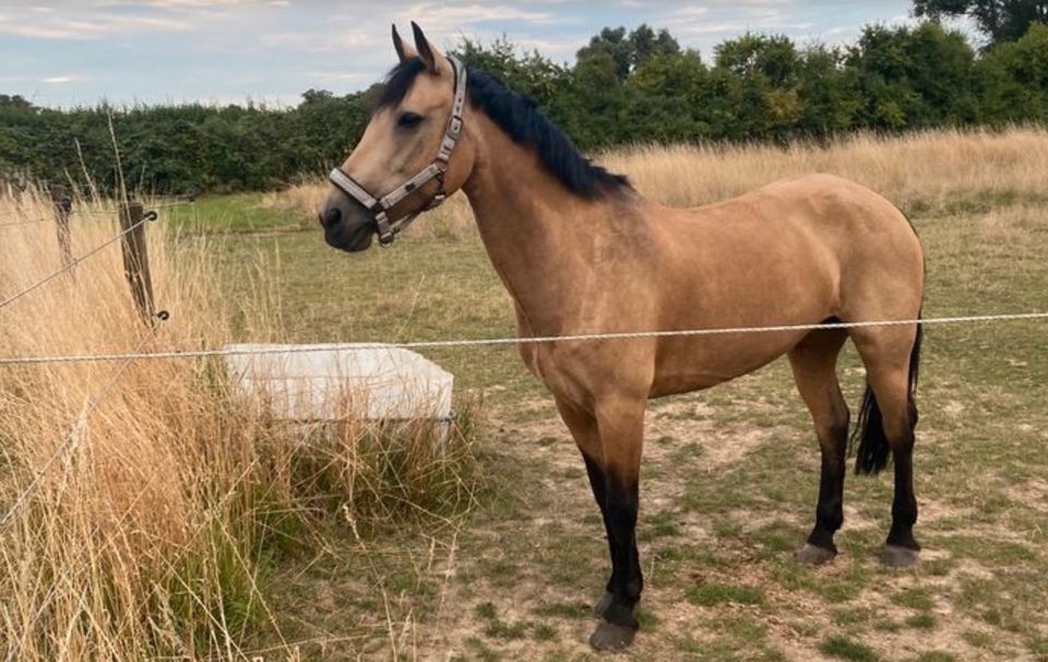 Familien-/ Freizeitpony, 16J, Stute, Irisches Sport Pferd, Farbe in Wirges  