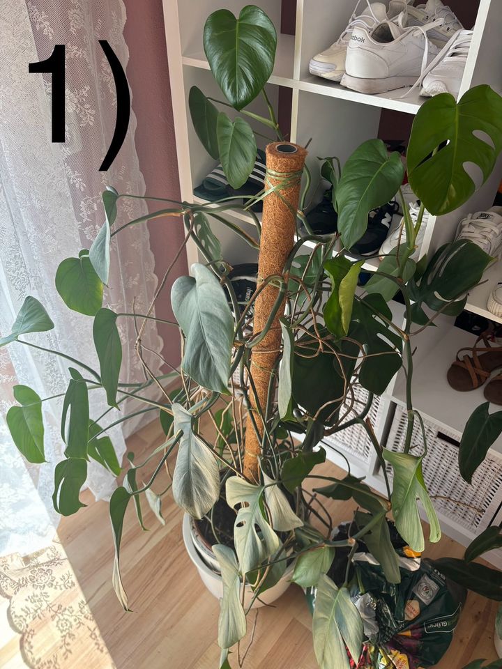 Monstera Pflanze mit Plastikuntertopf und Moosstab, ca. 140cm in Augsburg