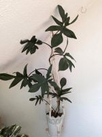 Ableger Philodendron Florida Green Zimmerpflanze Niedersachsen - Braunschweig Vorschau