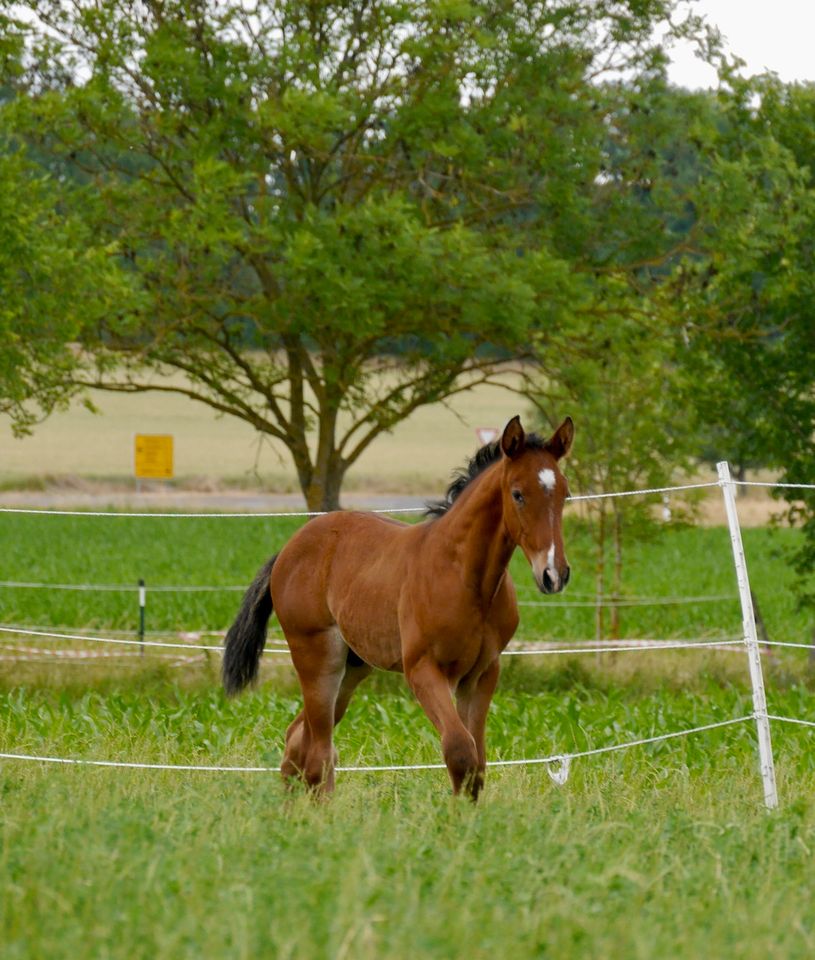 Lusitano Jährling der besonderen Art mit vollem Papier in Heinersreuth