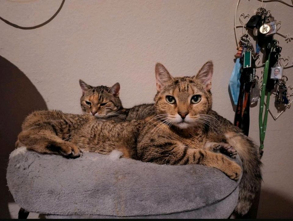 1-2 Tiersitter/innen für die Betreuung unserer Tiere Zuhause in Hagen