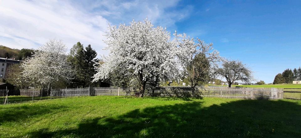 Gartengrundstück/ Freizeitgrundstück in Plauen