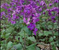 Silberblatt lunaria Annua Blume Pflanze weiß Trockenblumen pink Baden-Württemberg - Muggensturm Vorschau