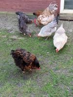 Hühner abzugeben Niedersachsen - Edewecht Vorschau