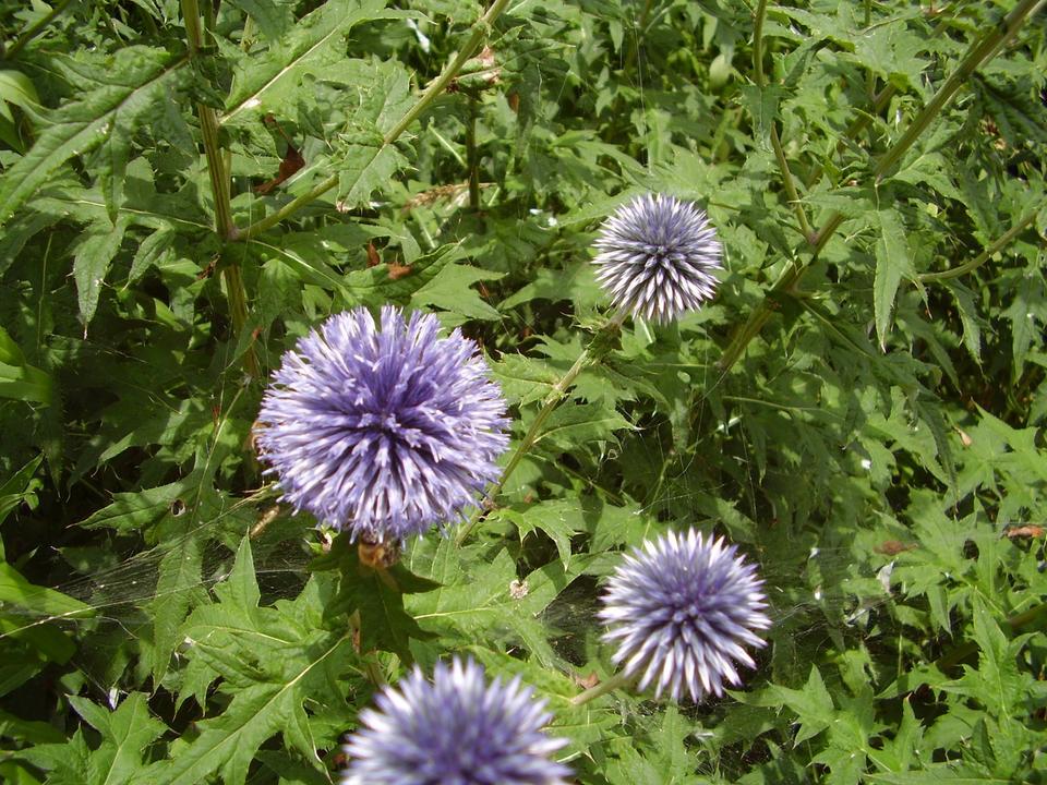30 Samen Kugeldistel blau Bienen Bienenfutterpflanze * winterhart in Nordendorf