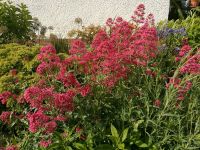 Spornblumen kaminrot Staude winterhart im 12cm Topf Brandenburg - Karstädt Prignitz Vorschau