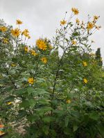 Topinambur - die essbare Knolle der Stauden Sonnenblume Niedersachsen - Diekholzen Vorschau