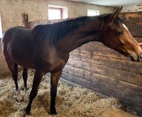 Holsteiner Jährlingswallach Niedersachsen - Isernhagen Vorschau