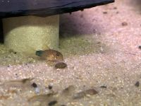 Corydoras Similis Bayern - Diespeck Vorschau