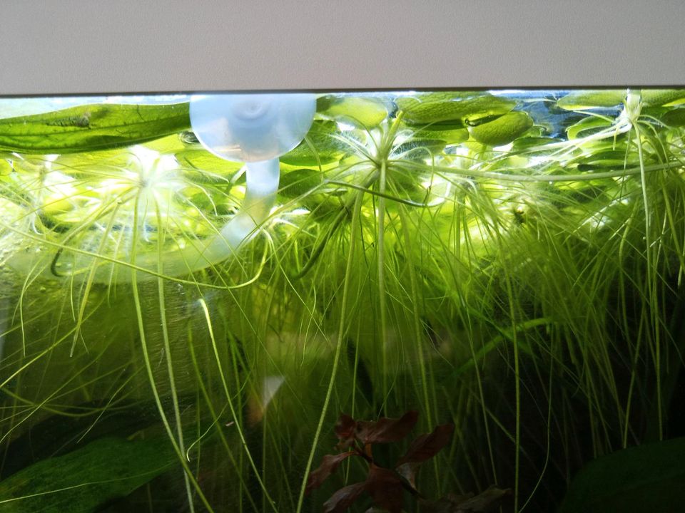 Froschbiss Schwimmpflanze in Straelen