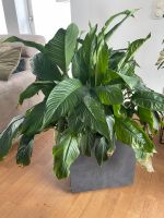 Spathiphyllum /  PFLANZE Rodenkirchen - Sürth Vorschau