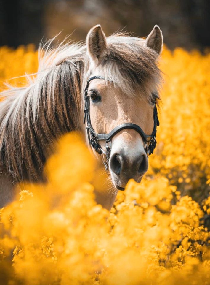 Reitbeteiligung für Norweger & Shetty gesucht in Nutteln (Holst)