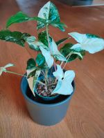 Syngonium albo variegata Pflanze Bielefeld - Altenhagen Vorschau