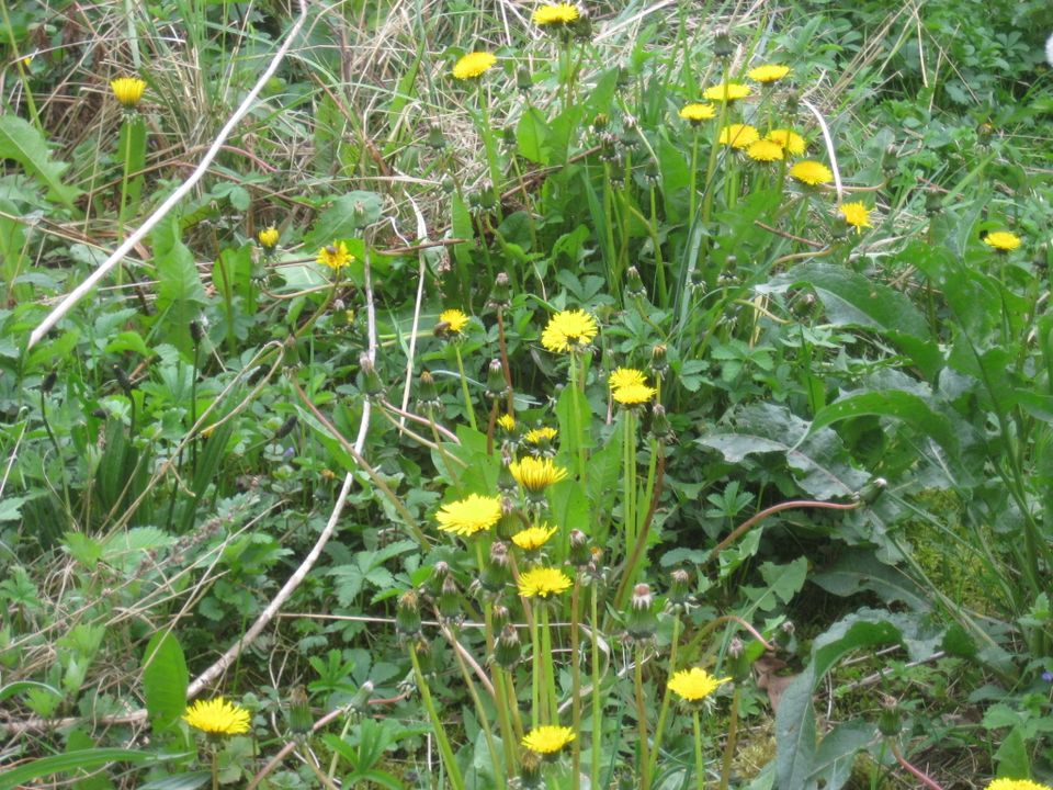 Wildkräuter: Johannis- Himbeeren, Ausdauernde Kresse, Waldmeister in Köln