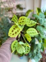 Maranta leuconeura Light Veins Fantasy (nicht auf Lager) Häfen - Bremerhaven Vorschau