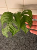 Monstera adansonii Schleswig-Holstein - Henstedt-Ulzburg Vorschau