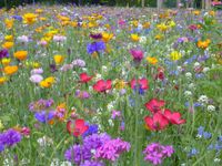 mehrjährig Blumenwiese winterhart Blumen Saatgut Samen Blume Saat Baden-Württemberg - Neuenstein Vorschau