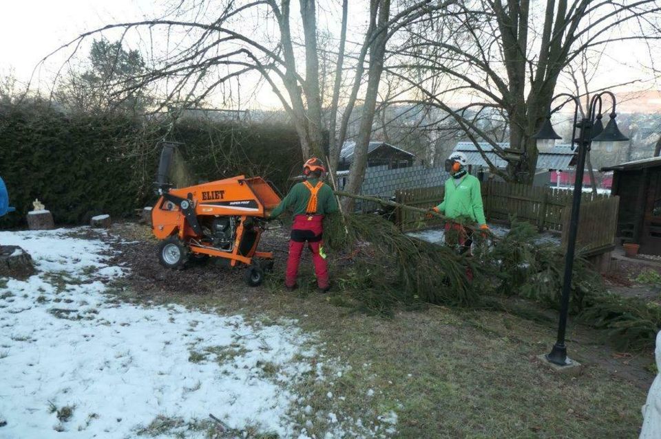 Baumfällung und Baumpflege mit Klettertechnik in Birkenfeld
