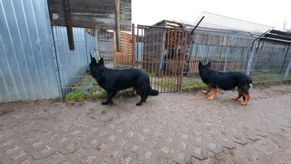 Altdeutsche Schäferhund Hündin in Paulinenaue