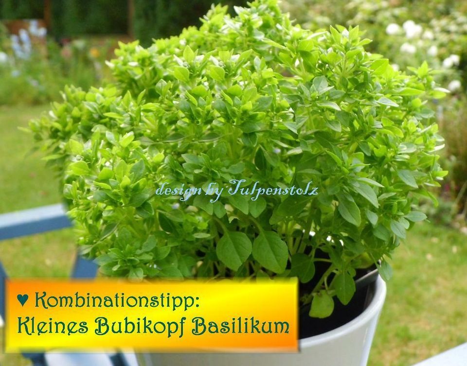 ♥ BONSAI Tomate Micro Tom gelb,rot Samen Alte Sorte Balkon,Garten in Hamburg