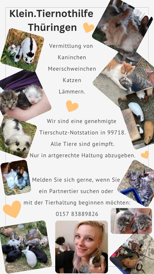 Vermittlung von Kaninchen,Katzen,Meerschweinchen,Schafe in Greußen