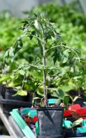 Tomaten Pflanzen Samenfest Bayern - Riedering Vorschau