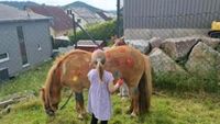 Kindergeburtstag / Ponyreiten bei dir Zuhause Baden-Württemberg - Vogt Vorschau