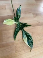 Philodendron Florida Beauty XL verkauft Leipzig - Leipzig, Zentrum-Nord Vorschau