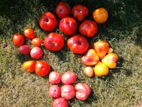Tomatensamen 10st, leckere Sorten! Nordrhein-Westfalen - Grevenbroich Vorschau