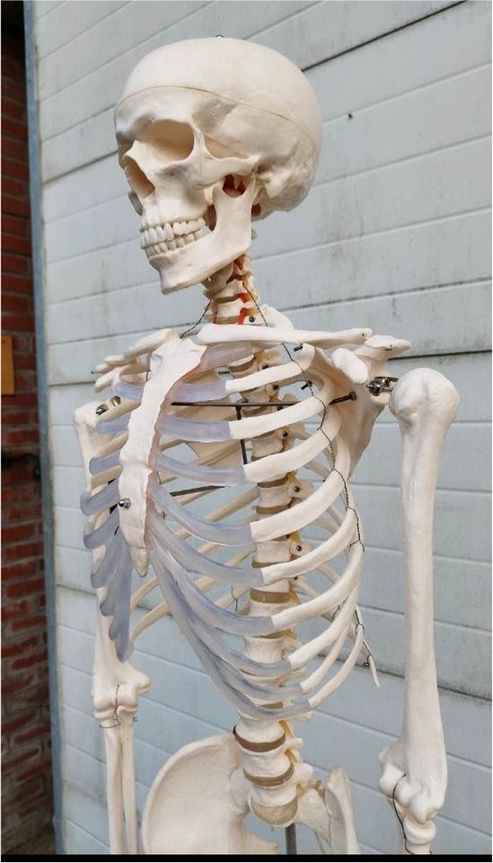 Anatomie Skelett wie neul ebensgroß in Rhede