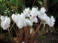 20 Samen Alpenveilchen Cyclamen hederifolium weiß 'Perlenteppich' Baden-Württemberg - Singen Vorschau