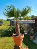 Washingtonia robusta Washingtonpalme Bayern - Erbendorf Vorschau