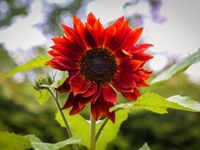 Abendsonnenblume rote Sonnenblume seltene Sonnenblume einjährig Baden-Württemberg - Pfedelbach Vorschau