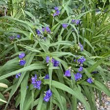 Blumen Staude Dreimaster  lila in Neuenhagen