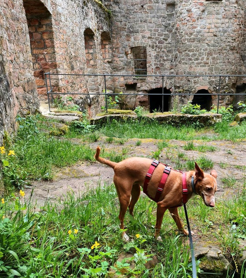 Viola Podenco Andaluz in Sulzbach (Saar)