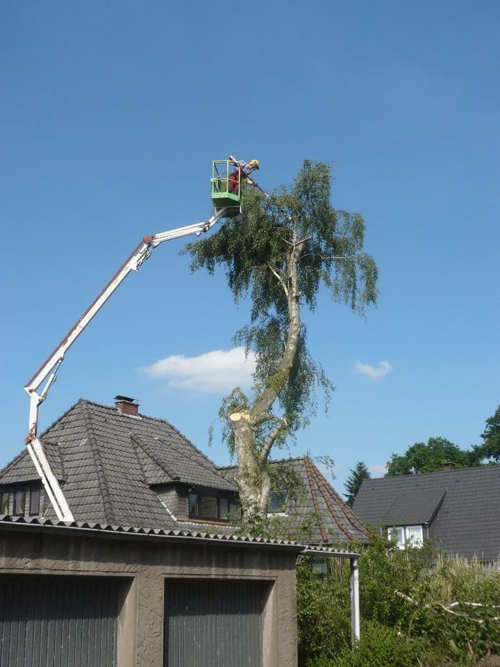 Stubbenfräsen, Wurzelfräsen Großraum Oldenburg / Bremen / Verden in Ganderkesee